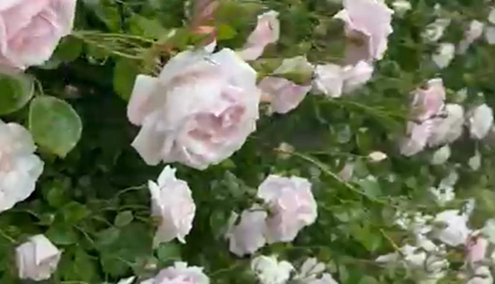 Wall envy: climbing rose in full bloom