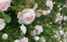 Wall envy: climbing rose in full bloom