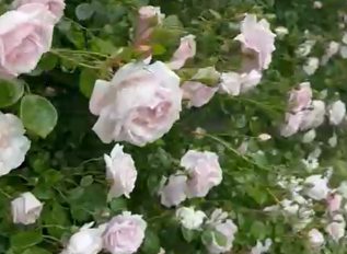 Wall envy: climbing rose in full bloom