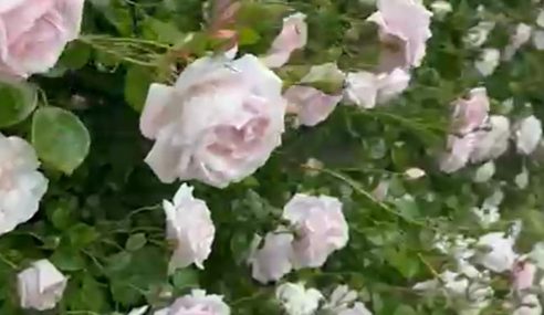 Wall envy: climbing rose in full bloom