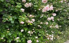 Dead heading roses on a rose wall