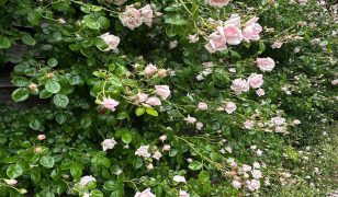Dead heading roses on a rose wall