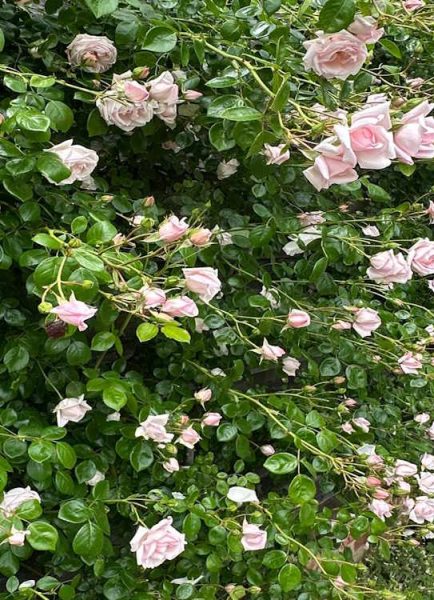 Dead heading roses on a rose wall
