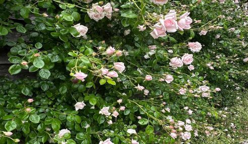 Dead heading roses on a rose wall