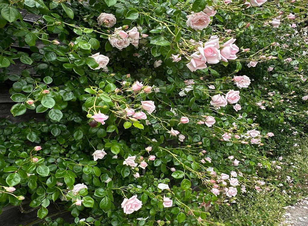 A climbing rose with multiple light pink blooms.