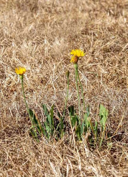 Topping a summer lawn