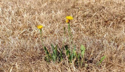 Topping a summer lawn