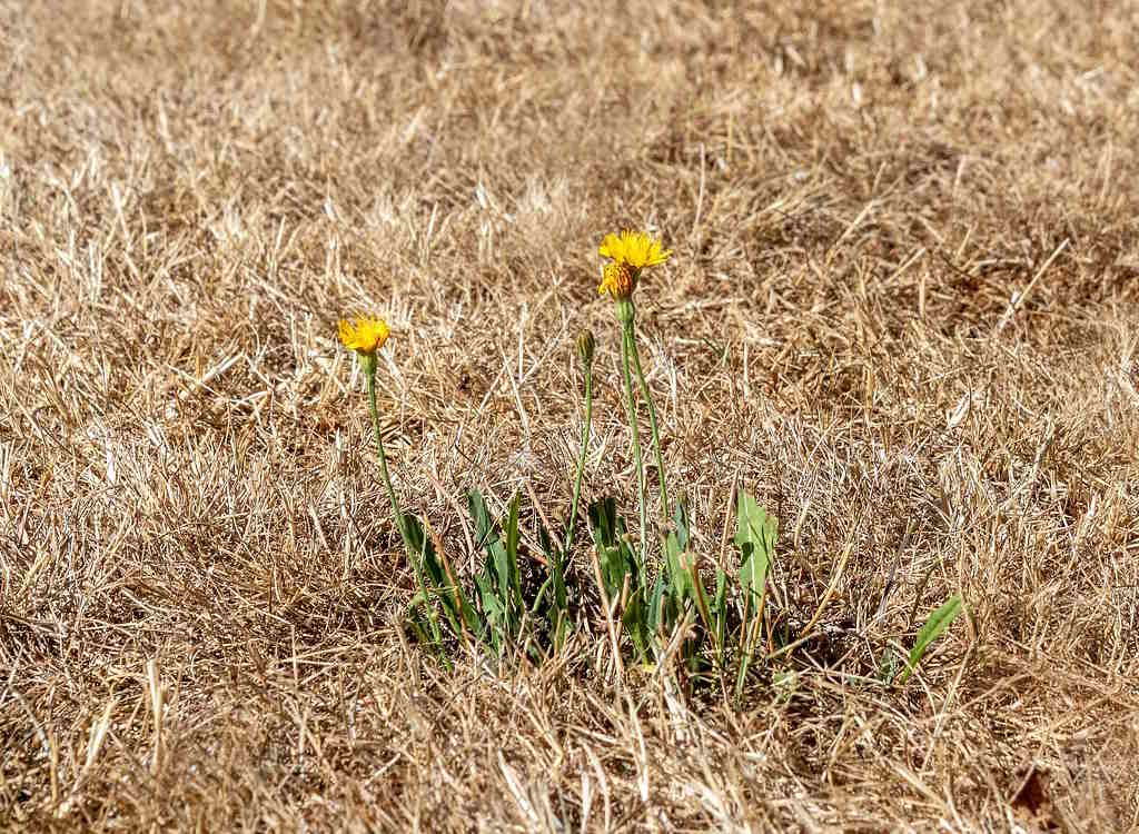 A dry piece of grass lawn with a weed still growing.