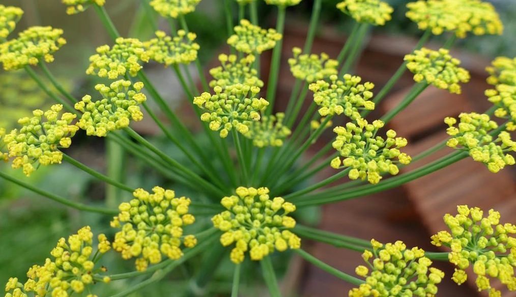 Tim’s allotment – growing fennel