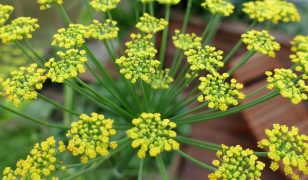 Tim’s allotment – growing fennel