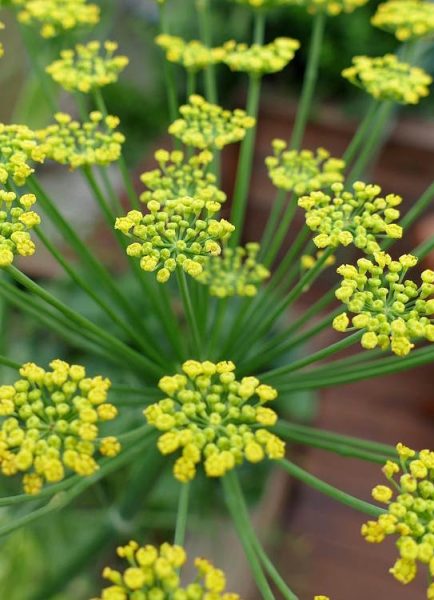 Tim’s allotment – growing fennel