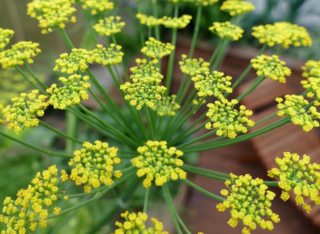 A fennel head in bloom with bright lime green colours.