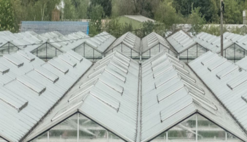 Growers are producing 260 percent more cucumbers per square metre than 60 years ago