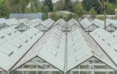 Growers are producing 260 percent more cucumbers per square metre than 60 years ago