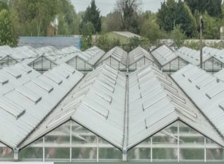 Growers are producing 260 percent more cucumbers per square metre than 60 years ago