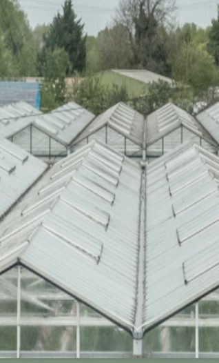 Growers are producing 260 percent more cucumbers per square metre than 60 years ago