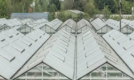 Growers are producing 260 percent more cucumbers per square metre than 60 years ago