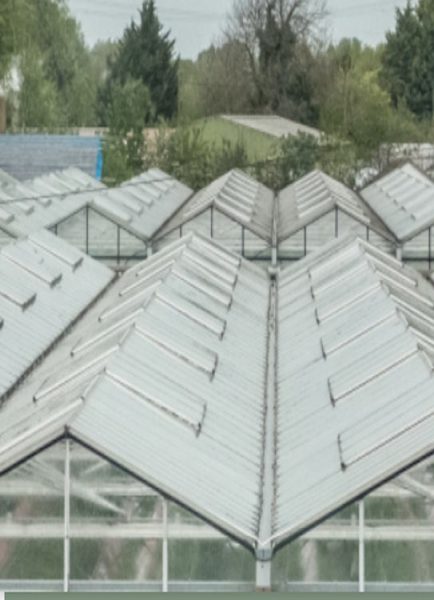 Growers are producing 260 percent more cucumbers per square metre than 60 years ago