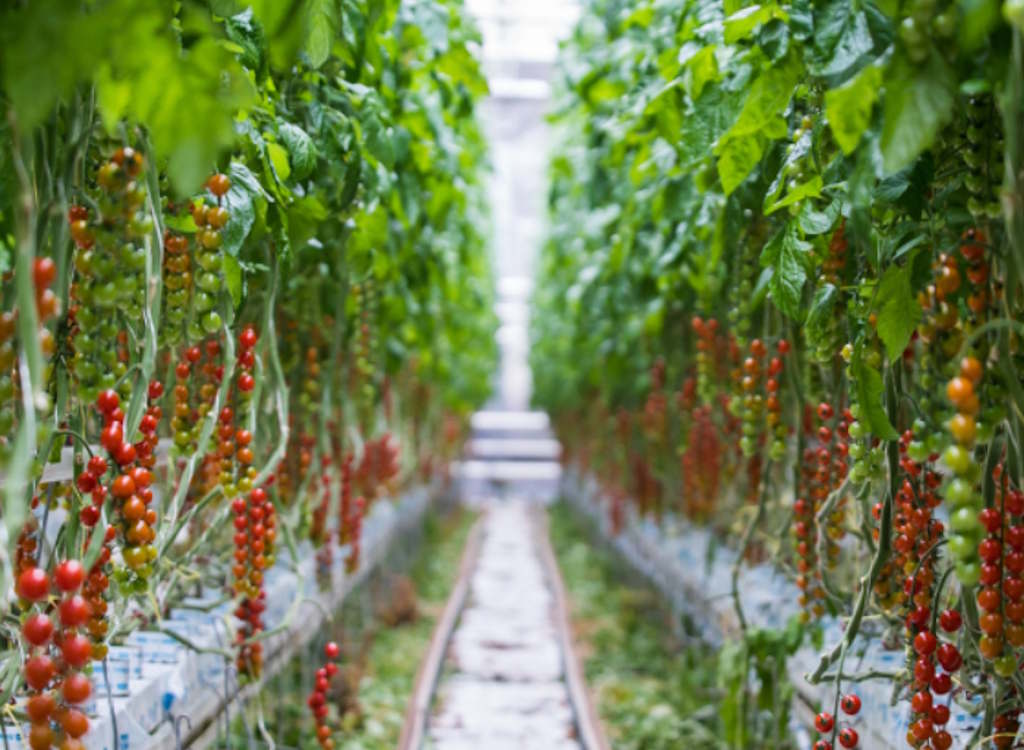 Tomatoes being grown in a Lea Valley glasshouse.