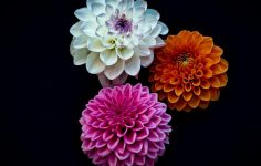 Show off dahlias to amaze