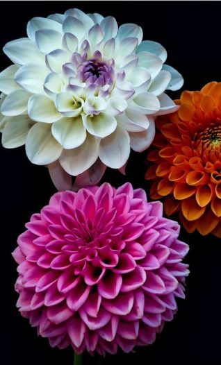 Show off dahlias to amaze