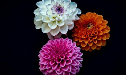 Show off dahlias to amaze