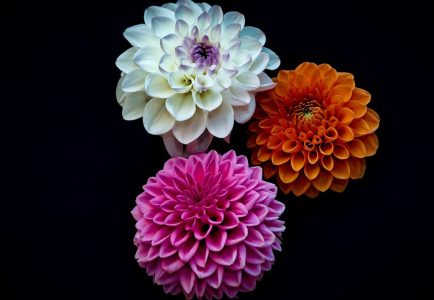 Show off dahlias to amaze