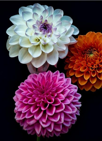 Show off dahlias to amaze