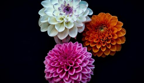 Show off dahlias to amaze