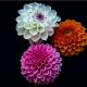 Show off dahlias to amaze