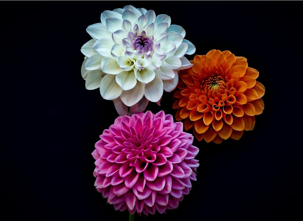 Three heads of dahlias on display.