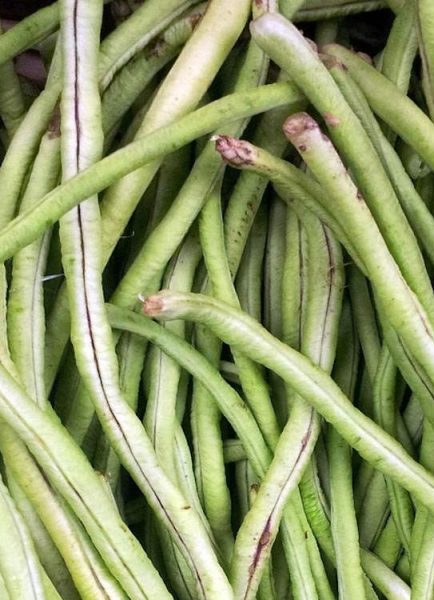 What to do with your French beans as they come to an end