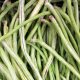 What to do with your French beans as they come to an end