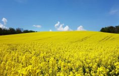 Farming at a crossroads