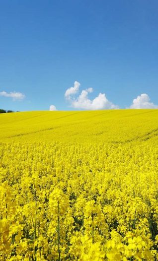 Farming at a crossroads