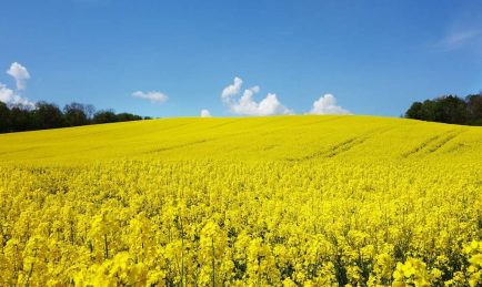 Farming at a crossroads