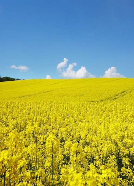 Farming at a crossroads