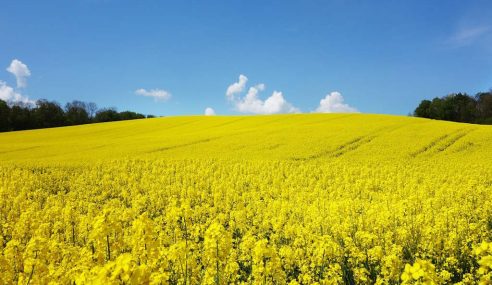 Farming at a crossroads