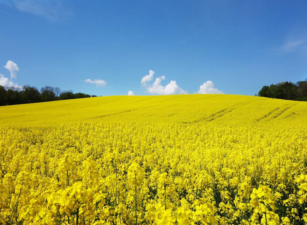 A field of yellow oilseed rape in bloom with a bright blue sky background.