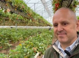 End of season for strawberries at Tiptree