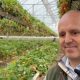 End of season for strawberries at Tiptree