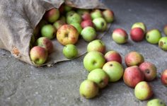 Making juice by pressing apples in Norfolk