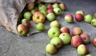 Making juice by pressing apples in Norfolk