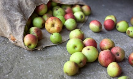 Making juice by pressing apples in Norfolk