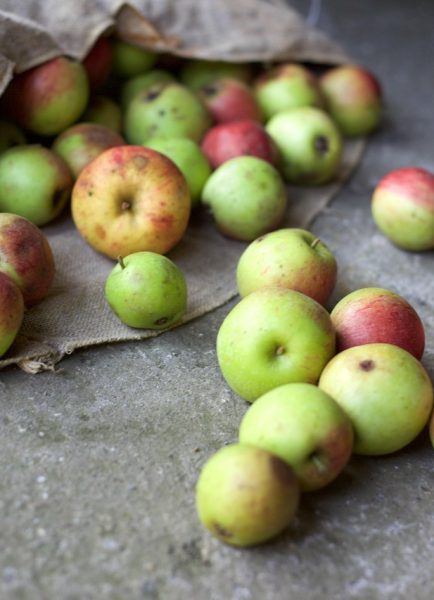 Making juice by pressing apples in Norfolk