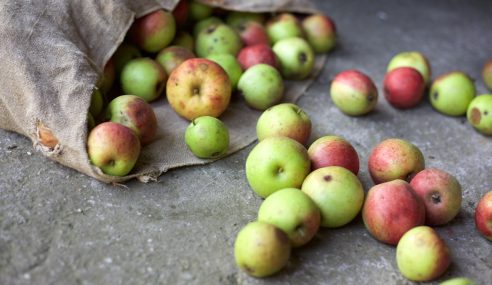 Making juice by pressing apples in Norfolk