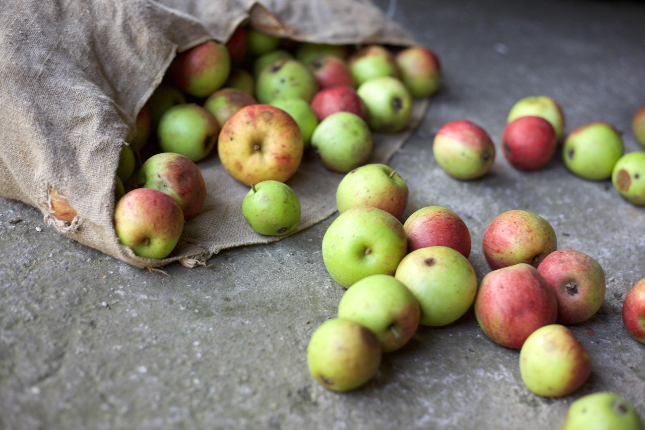 Apples in a bag ready for pressing.