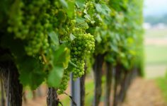 Essex’s Crouch Valley is a leading centre of English wine making