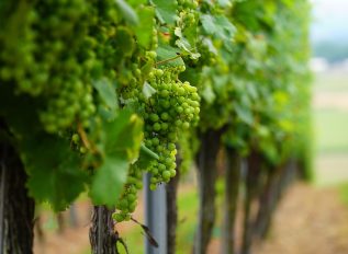 Essex’s Crouch Valley is a leading centre of English wine making