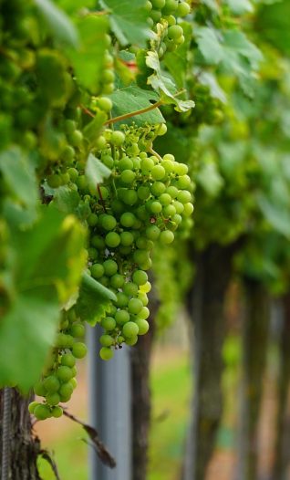 Essex’s Crouch Valley is a leading centre of English wine making